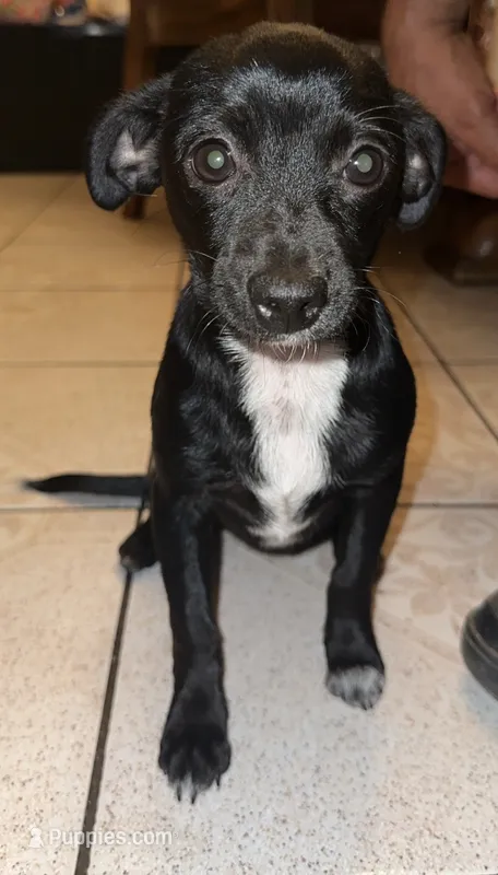 Panthera  – Chihuahua puppy for sale in Panorama City, CA