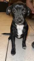 Panthera , a female Chihuahua for sale in Panorama City, CA – 1 of 3