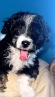 Boy puppy, a male Maltipoo and Maltese for sale in Panorama City, CA – 4 of 4
