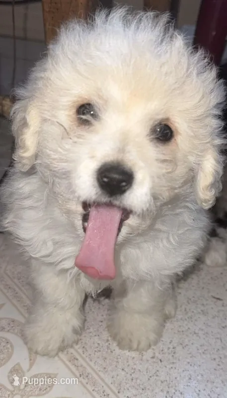 Puppy – Maltipoo, Maltese puppy on hold in Panorama City, CA