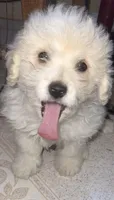 Boy Puppy 1, a male Maltipoo and Maltese for sale in Panorama City, CA – 1 of 4