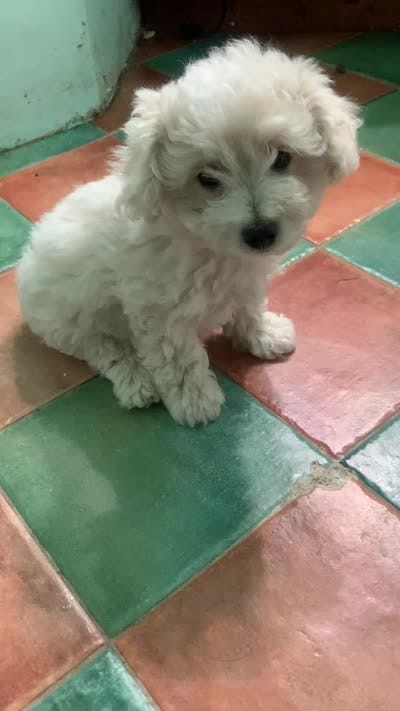 Boy Puppy 1, a male Maltipoo and Maltese for sale in Panorama City, CA – 3 of 4