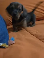 Turbo , a male Miniature Dachshund for sale in Cassville, MO – 3 of 10