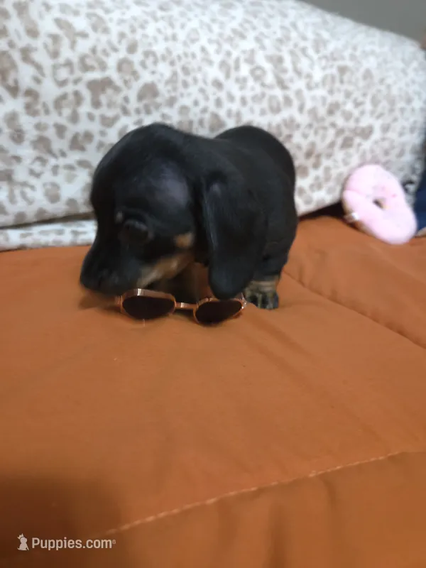 Jetti Bug  – Miniature Dachshund puppy for sale in Cassville, MO