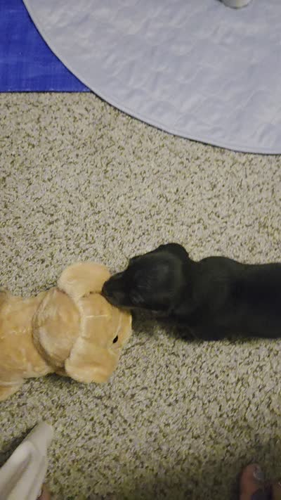 Jetti Bug , a female Miniature Dachshund for sale in Cassville, MO – 5 of 8