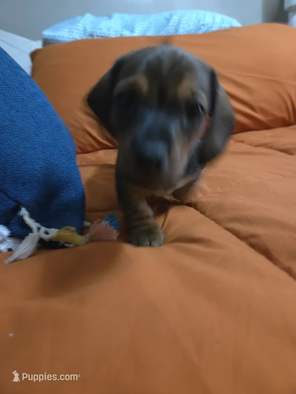 Turbo  – Miniature Dachshund puppy for sale in Cassville, MO