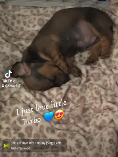 Turbo , a male Miniature Dachshund for sale in Cassville, MO – 9 of 10