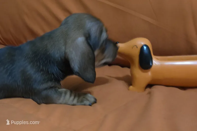 Turbo  – Miniature Dachshund puppy for sale in Cassville, MO