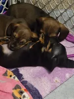 Turbo , a male Miniature Dachshund for sale in Cassville, MO – 5 of 10