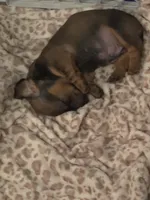Turbo , a male Miniature Dachshund for sale in Cassville, MO – 7 of 10