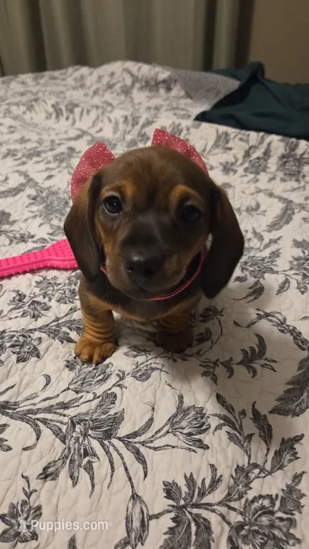 Sweet Canolli – Miniature Dachshund puppy for sale in Cassville, MO