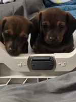 Sweet Canolli, a female Miniature Dachshund for sale in Cassville, MO – 5 of 10