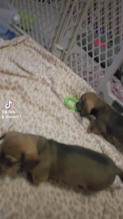 Sweet Canolli, a female Miniature Dachshund for sale in Cassville, MO – 6 of 10