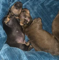 Jetti Bug , a female Miniature Dachshund for sale in Cassville, MO – 4 of 8