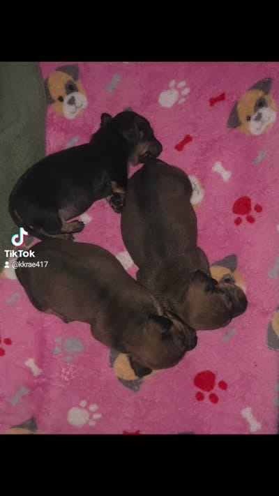 Jetti Bug , a female Miniature Dachshund for sale in Cassville, MO – 7 of 8