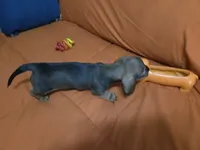 Turbo , a male Miniature Dachshund for sale in Cassville, MO – 4 of 10