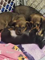 Sweet Canolli, a female Miniature Dachshund for sale in Cassville, MO – 2 of 10