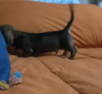 Turbo , a male Miniature Dachshund for sale in Cassville, MO – 8 of 10
