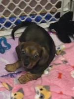 Sweet Canolli, a female Miniature Dachshund for sale in Cassville, MO – 3 of 10