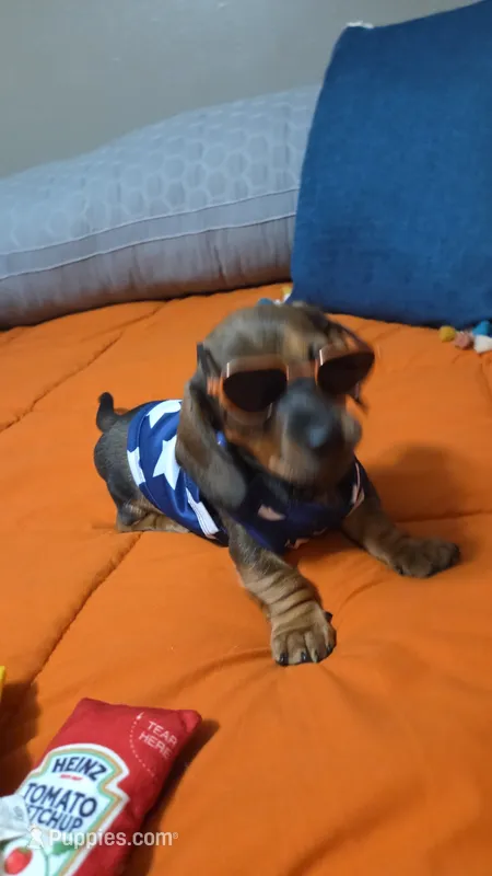 Turbo  – Miniature Dachshund puppy for sale in Cassville, MO