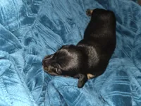Jetti Bug , a female Miniature Dachshund for sale in Cassville, MO – 1 of 8