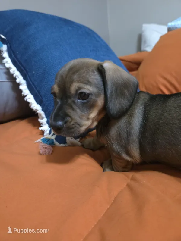 Sweet Canolli – Miniature Dachshund puppy for sale in Cassville, MO
