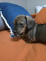 Sweet Canolli, a female Miniature Dachshund for sale in Cassville, MO – 4 of 10