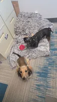 Sweet Canolli, a female Miniature Dachshund for sale in Cassville, MO – 8 of 10