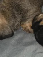 Sweet Canolli, a female Miniature Dachshund for sale in Cassville, MO – 10 of 10