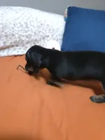 Jetti Bug , a female Miniature Dachshund for sale in Cassville, MO – 6 of 8