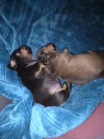 Jetti Bug , a female Miniature Dachshund for sale in Cassville, MO – 3 of 8