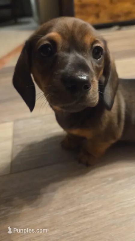 Sweet Canolli – Miniature Dachshund puppy for sale in Cassville, MO