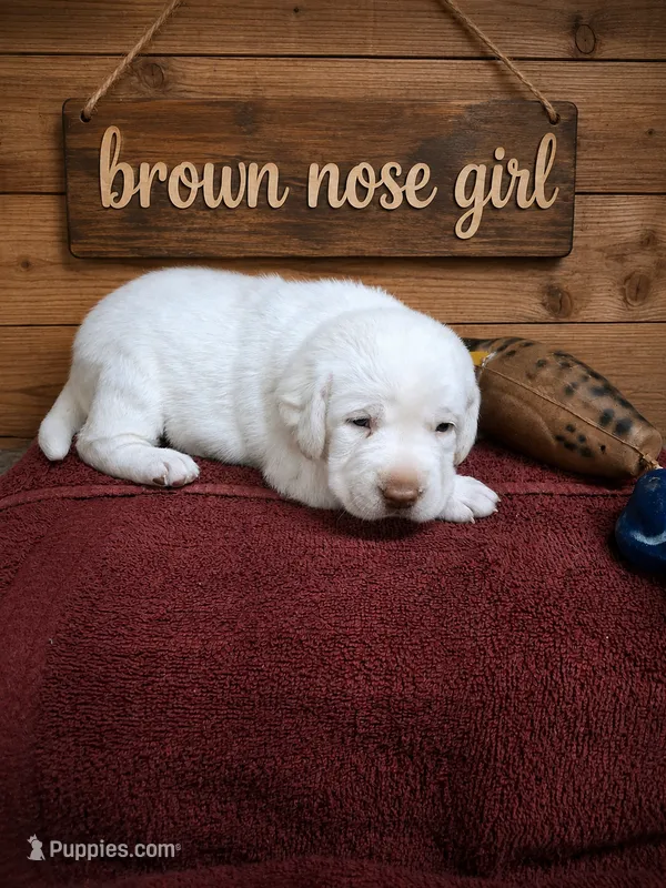 Willow – Labrador Retriever puppy for sale in Coulterville, IL