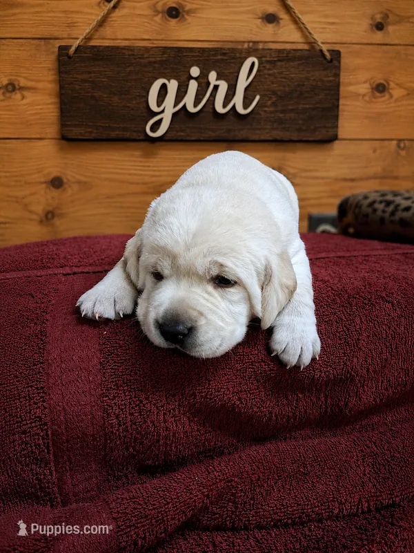 Hazy – Labrador Retriever puppy for sale in Coulterville, IL