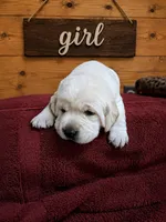 Hazy, a female Labrador Retriever for sale in Coulterville, IL – 1 of 3
