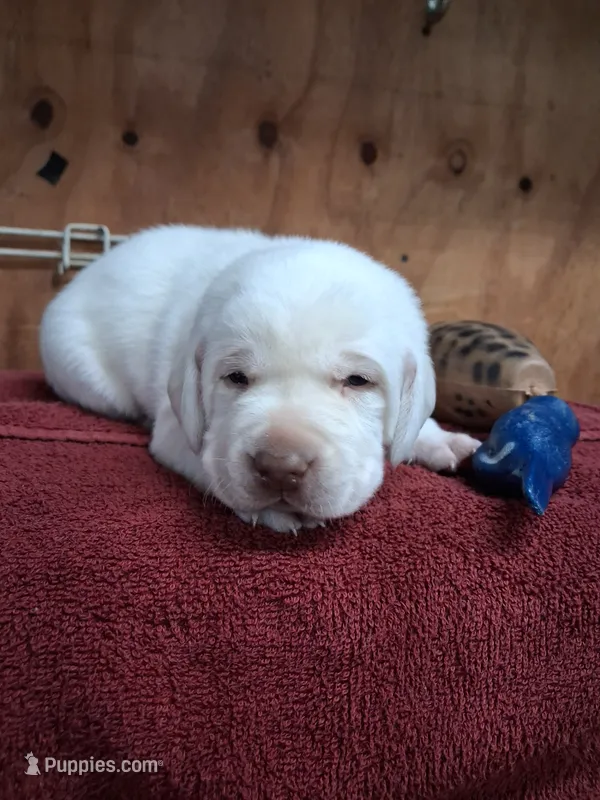 Charlie – Labrador Retriever puppy for sale in Coulterville, IL