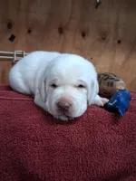 Charlie, a male Labrador Retriever for sale in Coulterville, IL – 1 of 1