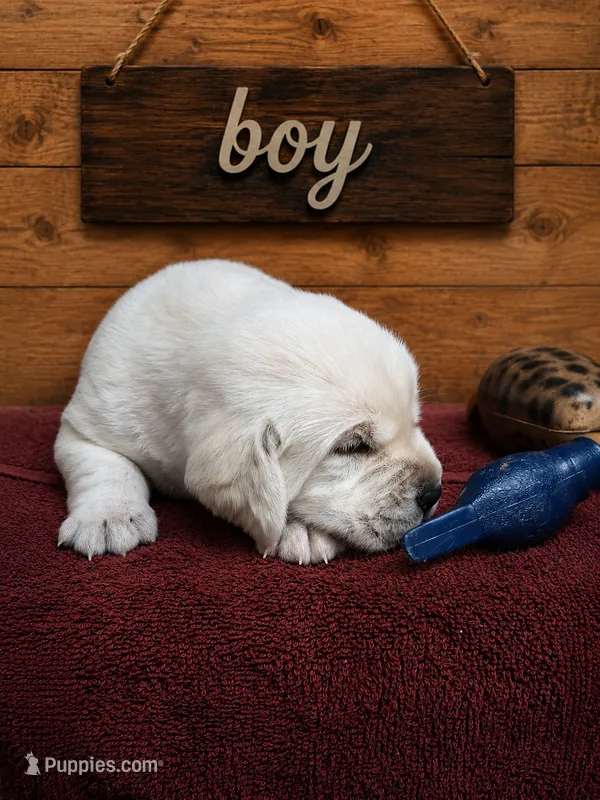 Archer – Labrador Retriever puppy for sale in Coulterville, IL