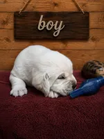 Archer, a male Labrador Retriever for sale in Coulterville, IL – 1 of 3