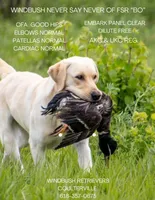 Sunny, a female Labrador Retriever for sale in Coulterville, IL – 3 of 3