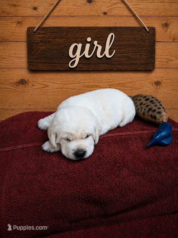 Sunny – Labrador Retriever puppy for sale in Coulterville, IL