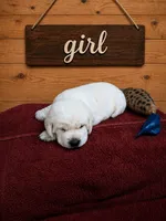 Sunny, a female Labrador Retriever for sale in Coulterville, IL – 1 of 3