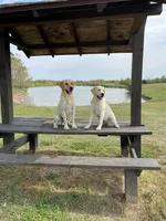Sunny, a female Labrador Retriever for sale in Coulterville, IL – 2 of 3