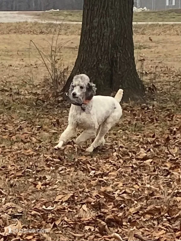 Windbush Raising Cain – Poodle - Standard  puppy for sale in Coulterville, IL