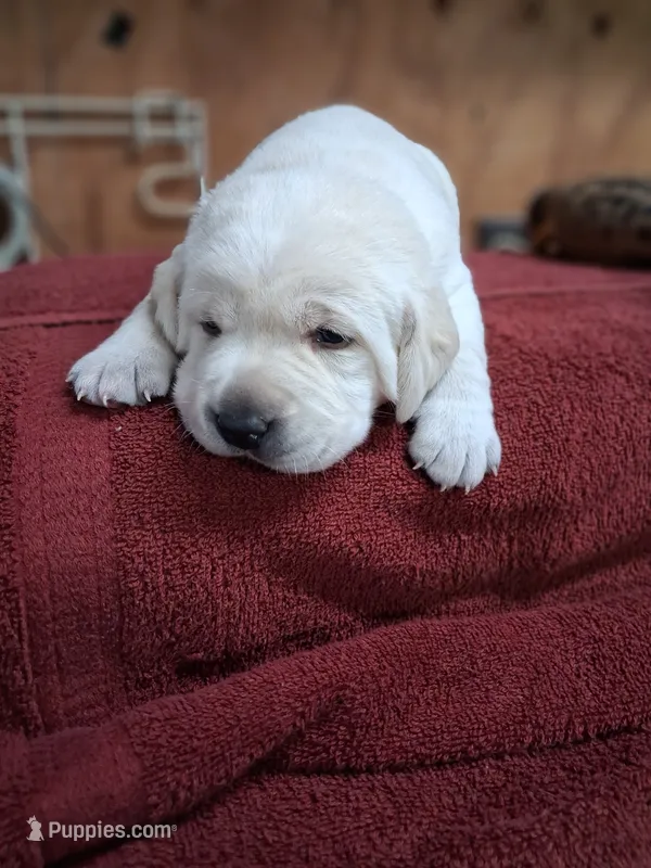 willa, a female Labrador Retriever for sale in Coulterville, IL – 1 of 1