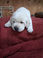 willa, a female Labrador Retriever for sale in Coulterville, IL – 1 of 1