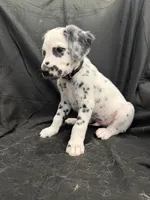 Black Male, a male Dalmatian for sale in Dallas, TX – 6 of 8