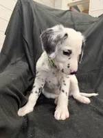 Lime Green Male, a male Dalmatian for sale in Dallas, TX – 2 of 8