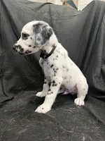 Black Male, a male Dalmatian for sale in Dallas, TX – 7 of 8