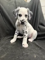 Black Male, a male Dalmatian for sale in Dallas, TX – 5 of 8